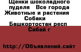 Щенки шоколадного пуделя - Все города Животные и растения » Собаки   . Башкортостан респ.,Сибай г.